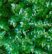 گرین وال شمشاد گلریز